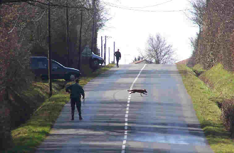 Travers�e de route par renard