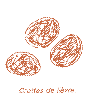 crottes de lièvre