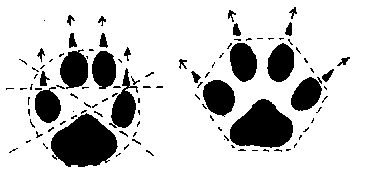 comparaison traces renard et chien